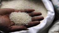 ‘Baseless and anti-development’: ICAR slams GM-Free India’s claims on rice data