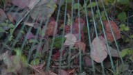 Leaf collection kicks off in DC