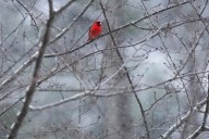 When will the first frost and freeze will hit the Ozarks?