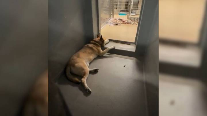 New York Shelter Dog Returned Twice Still Waiting After 800 Days For Someone To Love Him
