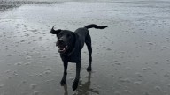 Dog's Death at Daycare Leads to Cruelty Charges in Seattle