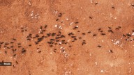What does an ant smell like?