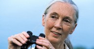 Jane Goodall, 91, dies due to natural causes