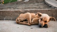 Con suma urgencia: Comienza a tramitarse proyecto que crea registro nacional de personas condenadas por maltrato animal