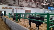Extremadura suspende todas sus ferias de ganado vacuno para blindarse ante la Dermatosis Nodular Contagiosa