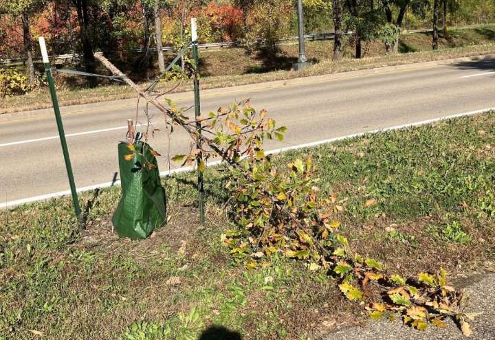 Vandals destroy dozens of trees along St. Paul’s Shepard Road
