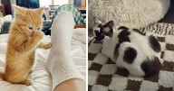 This Facebook Group Is The Place For Wholesome Animal Comedy, And These 28 New Photos Prove It