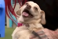 Chihuahua Who Went Missing in Mississippi Found 5 Years Later in Florida