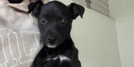 Owners sought after 10-week-old puppy left abandoned in Branford during nor’easter