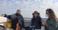 It's shark-watching time off Chatham. We take you on a tour