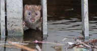 Pest controller in rat capital issues warning over sign they are in hour home