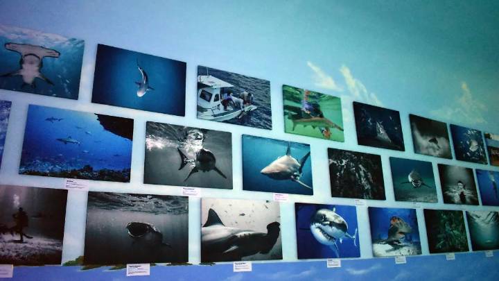 Los reyes del océano toman el acuario Sealand León: una exposición que rompe mitos sobre los tiburones