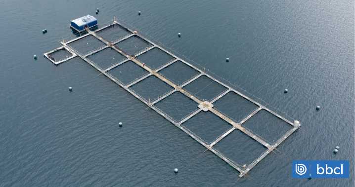 Salmonera en río San Pedro: Tribunal rechaza que comunidades se hagan parte de reclamación contra RCA