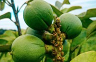 Colombia impulsa la entrada del cacay amazónico al mercado europeo