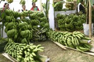 Banana Festival opens in Wokha with focus on farmers, innovation