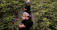 Wisconsin Republicans revive medical marijuana debate