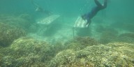 University of Hawaii scientists develop successful 3D-printed structures to protect baby corals