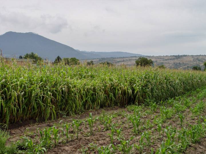 Gobierno federal ofrece pagar a 6 mil 50 pesos tonelada de maíz a campesinos