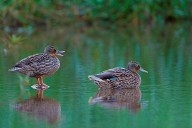 State warns of possible bird flu case in sick Manoa duck