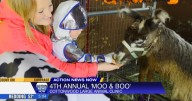 Festive fun at Cottonwood's Moo and Boo despite weather
