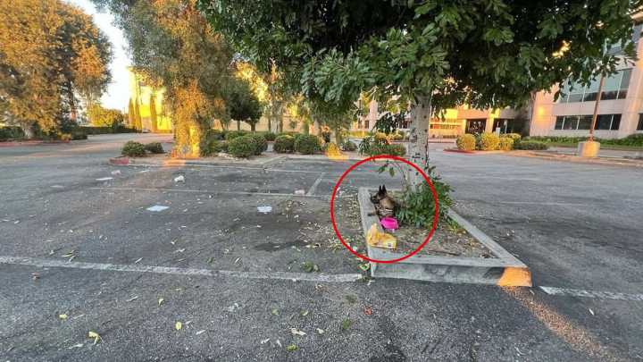 Abandoned In A California Parking Lot, Heartbroken Dog Waits For The Family Who Never Returns