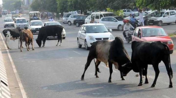 Himachal High Court Issues Notice to State Govt Seeking Response on PIL on Stray Cattle Accidents