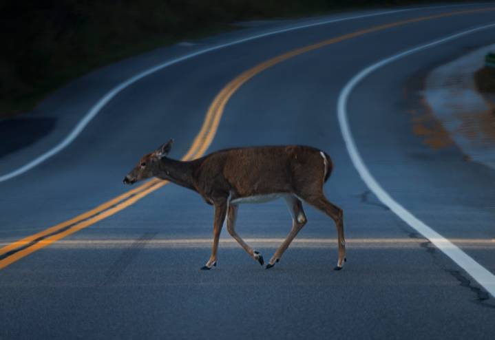 10 states you’re most likely to hit a deer in while driving. Did your state make the list?