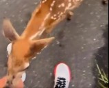 Video: Deer’s cute dare goes viral as duo surprises man with…
