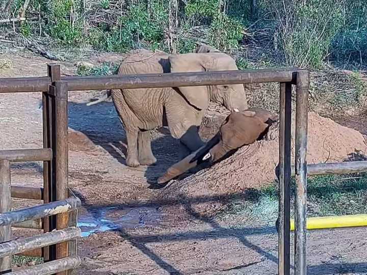 A los 35 años murió Pupy, la última elefanta porteña: hace cinco meses había sido trasladada a Brasil