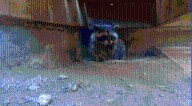 Ontario homeowner calls 911 to report break-in, police find racoon eating apples