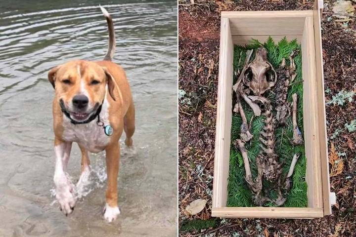 Man Discovers Dog's Bones in the Woods, Reunites Late Pet with Owners (Exclusive)