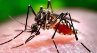 Salud presentará el plan de lucha contra el dengue