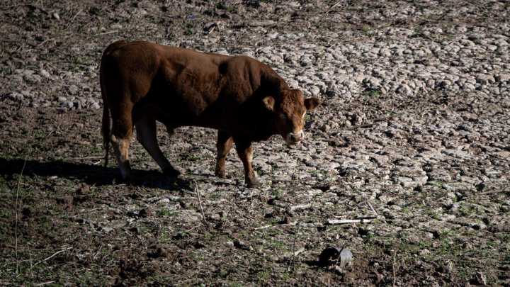 Confirmado en Girona el primer caso en España de dermatosis nodular contagiosa en vacas