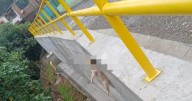 Indignación por muerte de un perro: habría sido colgado de un puente en Manizales