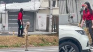 El viral video de un perro tratando de cruzar la calle en dos patas: su dueña lo agarró con fuerza