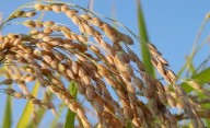 Bovinos, porcinos, aves, ovinos, granos y peras y manzanas; 6 actividades agroindustriales con luz verde
