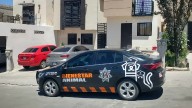 Perros matan a gata persa en colonia Barcelona; dueña exige responsabilidad a vecina