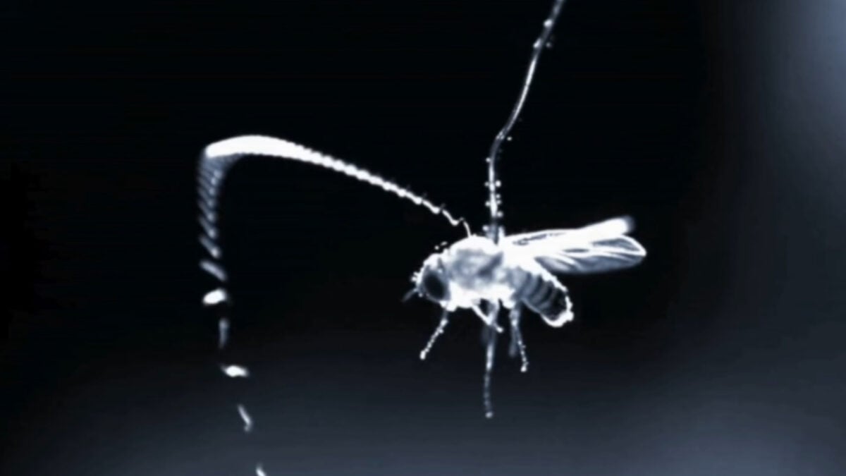Flying Parasitic Worms Use This Superpower to Ambush Prey Midair