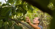 Pittsburghers preserving pawpaw trees, some hope it will lead to more zebra swallowtail butterflies