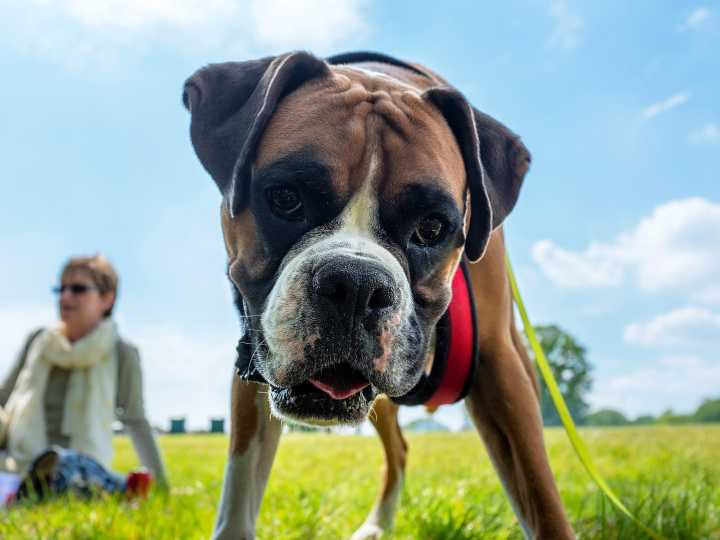 El suplemento para artritis canina más vendido que mejora la movilidad en 30 días
