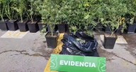 Hallan domicilio con más de 150 plantas de marihuana en La Pintana tras persecución a sujeto que huyó de control