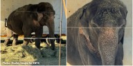 Waco City Council to cinsider new ordinance regulating traveling animal acts