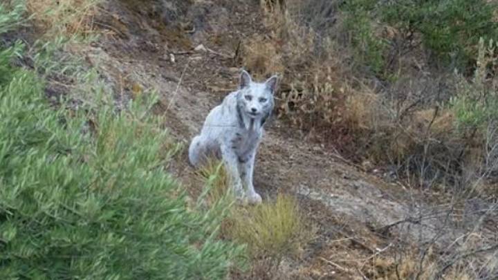 ¿Víctima del estrés? Los expertos explican de dónde viene el misterioso color blanco de la lince Satureja... y por qué no es la única