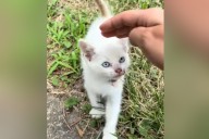 Woman Finds Injured Kitten—What She Shows Next Stuns Viewers: ‘I Gasped’