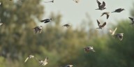 Electric cooperatives warn of stray bullets during dove season