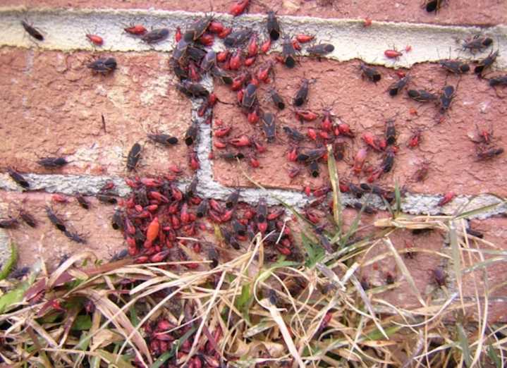They’re back! City of Red Deer’s humorous take on Box Elder Bug season