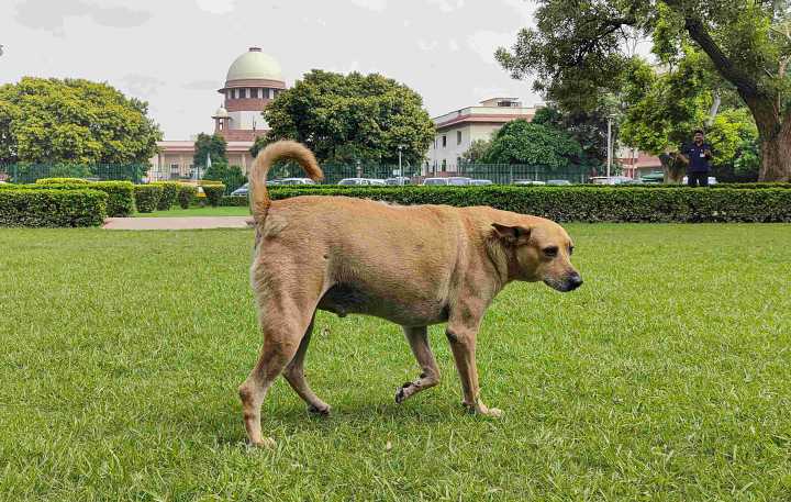 Stray dogs case: No respect for court's order; chief secretaries to appear physically, says SC