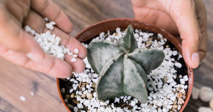 Los 5 consejos esenciales para cuidar tus cactus y lograr que crezcan fuertes todo el año