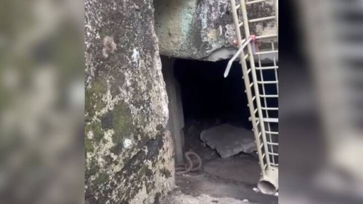 Florida Dog’s Instincts Lead Rescuer To Small Crawl Space Containing A Surprising Secret