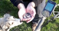 Detectorist finds huge haul of silver coins from 141 BC 'dropped by Roman soldier'